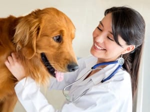 Vet checks up a golden retriever