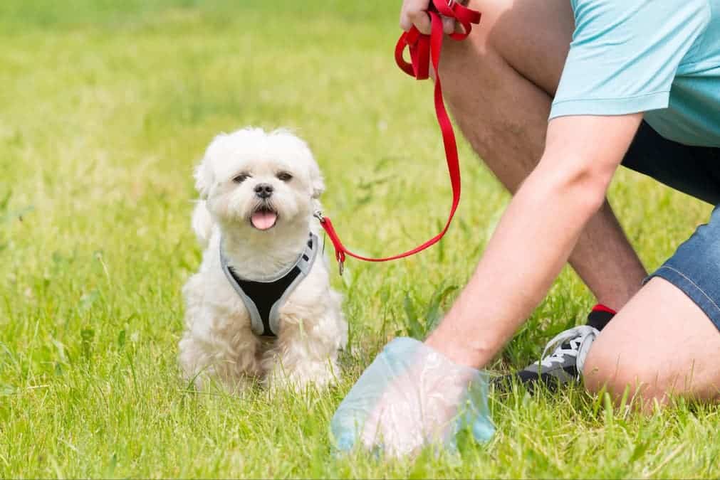 A pet owner cleans up the feces that his furry friend left behind while on a walk. Cleaning up after your dog is essential to prevent the spread of hookworms.