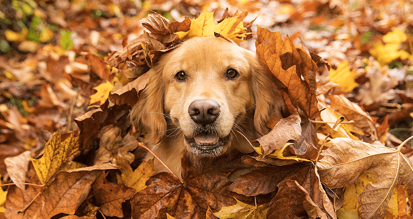 A dog plays in a pile of leaves