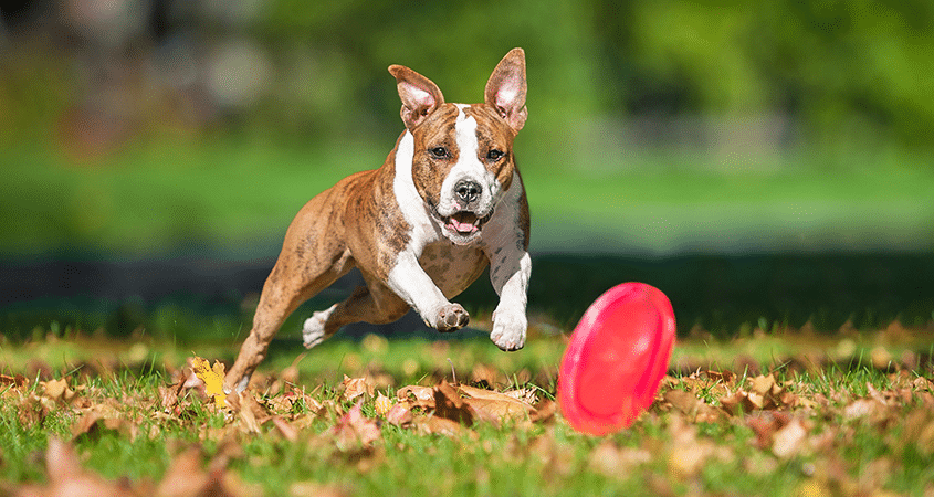 A dog chases a frisbee on a nice fall day