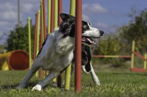 A dog goes through weave poles as part of an agility training course. Canines can experience many benefits from this training, including improved health.