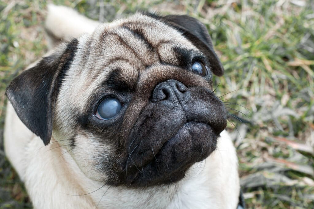 A blind pug waits for his owner to go on a walk