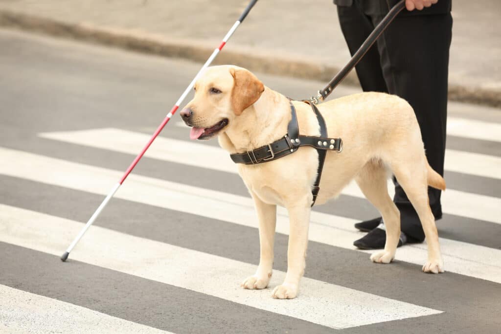 Dog helps blind owner cross the street