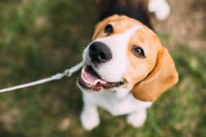 English beagle sitting in the grass on a beautiful summer day