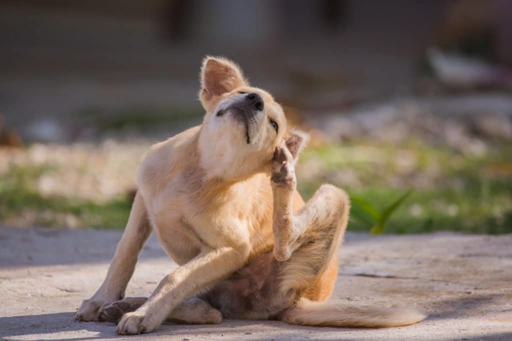 brown dog scratching fleas