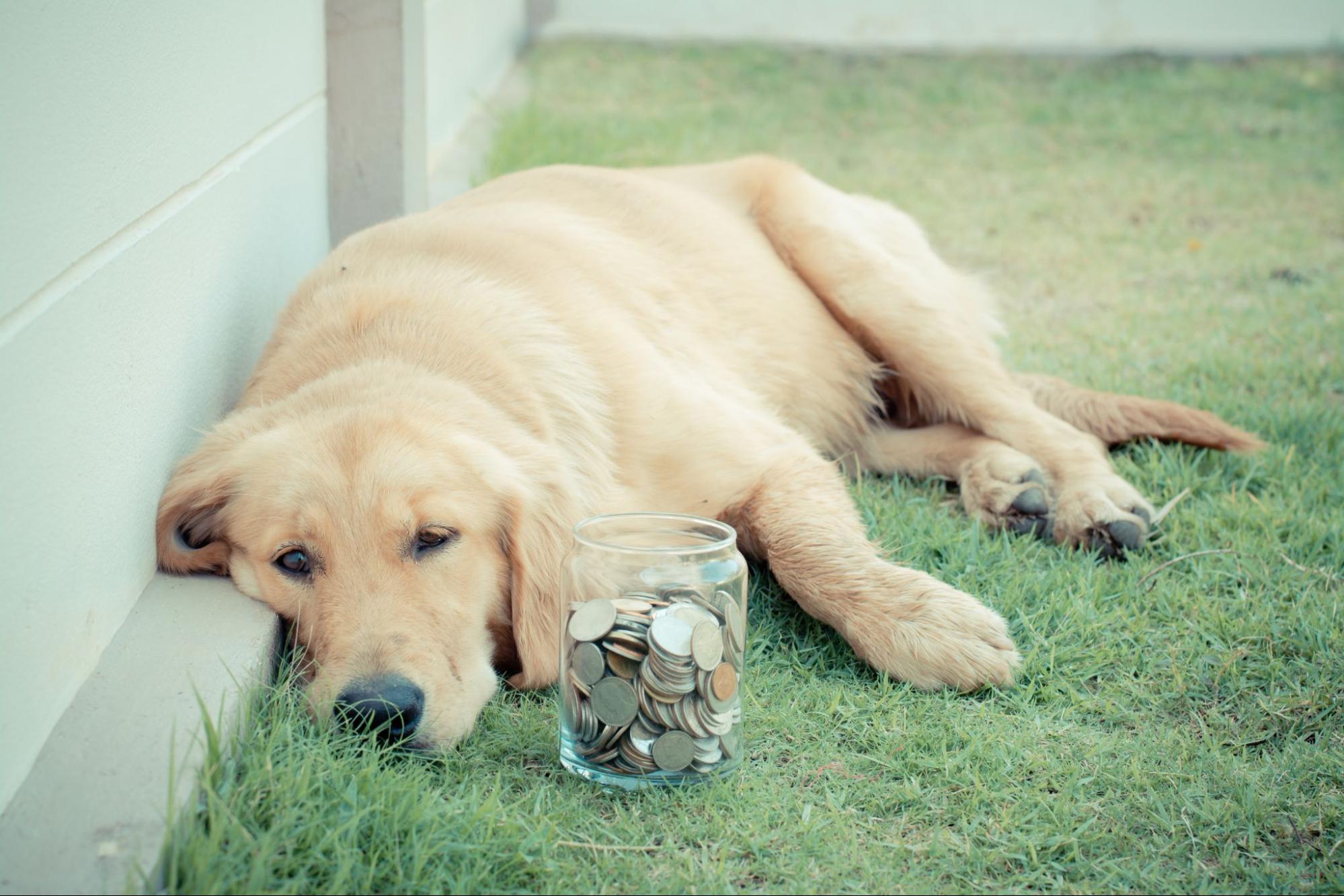 dog with money in yard Cesar’s Way