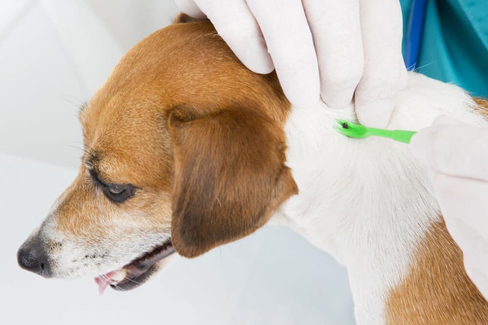 A veterinarian safely removes a tick from a dog. Know how to remove, treat, and prevent ticks in this blog post. Also, understand the difference between fleas and ticks.