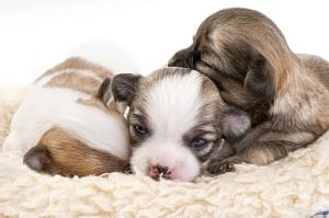 puppies rest after being born.