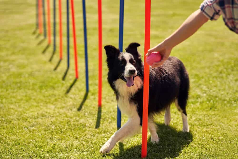 A dog weaves in and out of poles his owner set up in the backyard. A DIY obstacle course for your pup is simple to set up with a few items from your home.