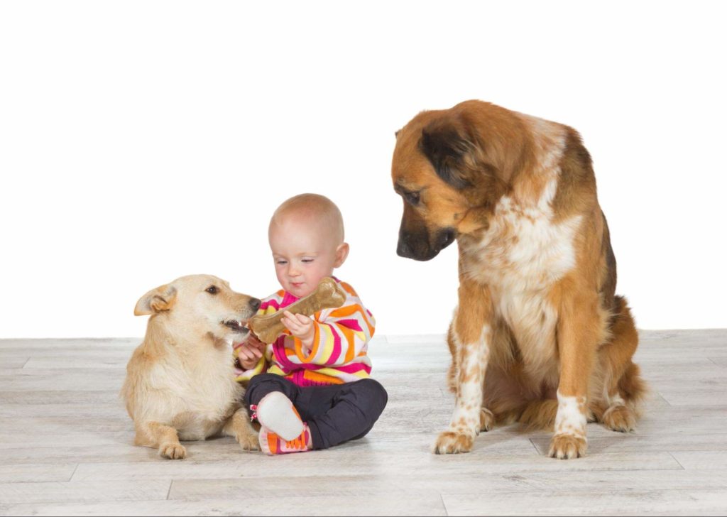 Dog is jealous of new puppy playing with a baby in the house.