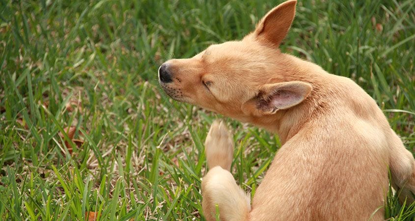 dog allergies - what you need to know - cesar’s way