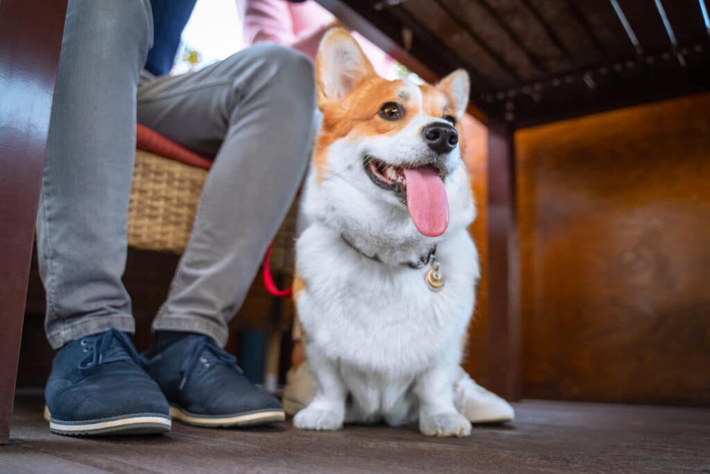 dog sits nicely at a restaurant