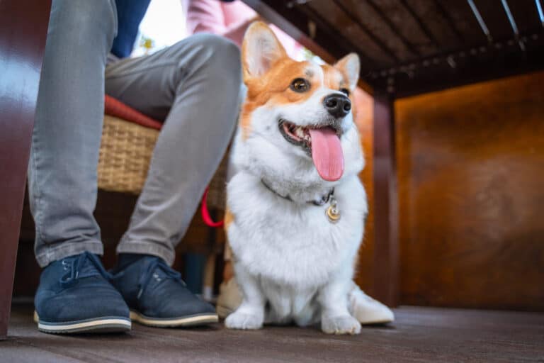 dog sits nicely at a restaurant