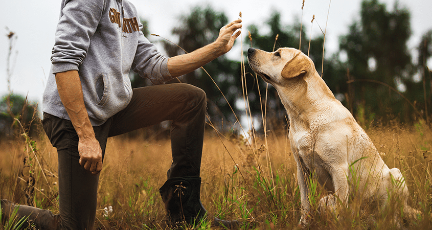 A woman trains her dog on a fall day