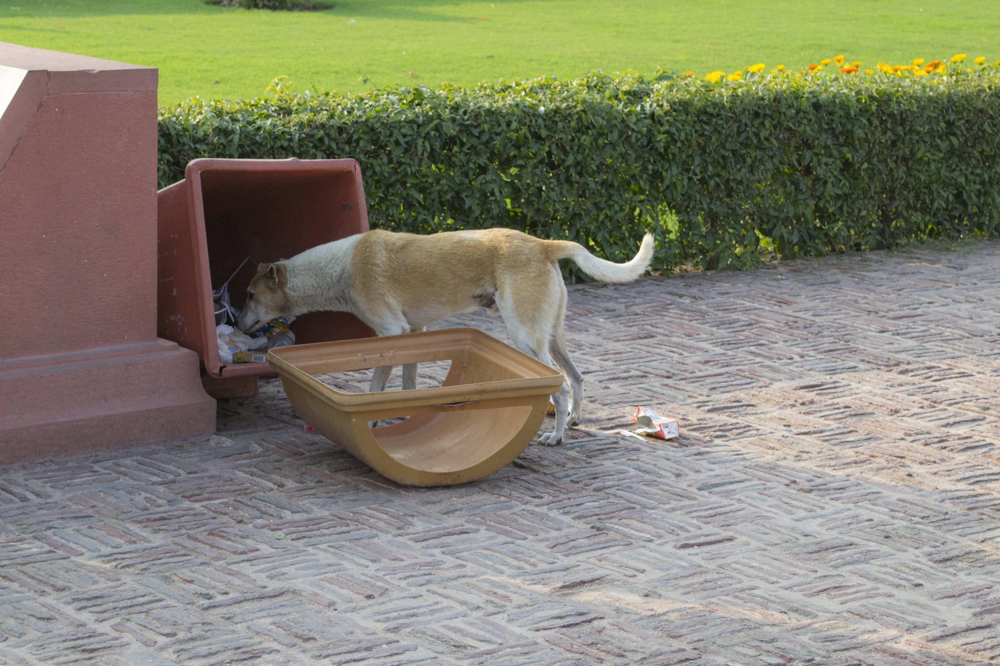 A dog digs in a trash can that was knocked over.