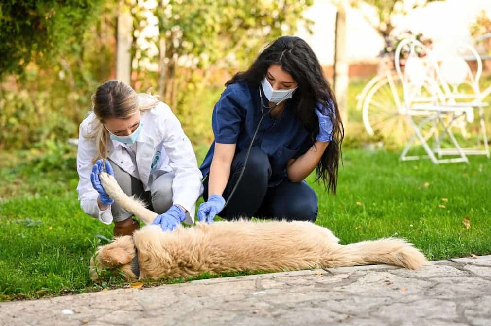 A dog suffered from a seizure so the on-call veterinarian and her assistant came to administer first aid and help the canine feel better.