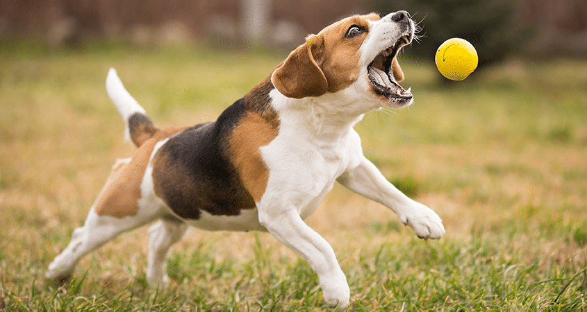 A dog catches a ball while visiting the park.