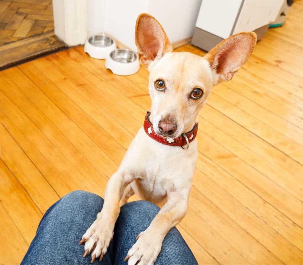 Dog jumps on owner to beg for food