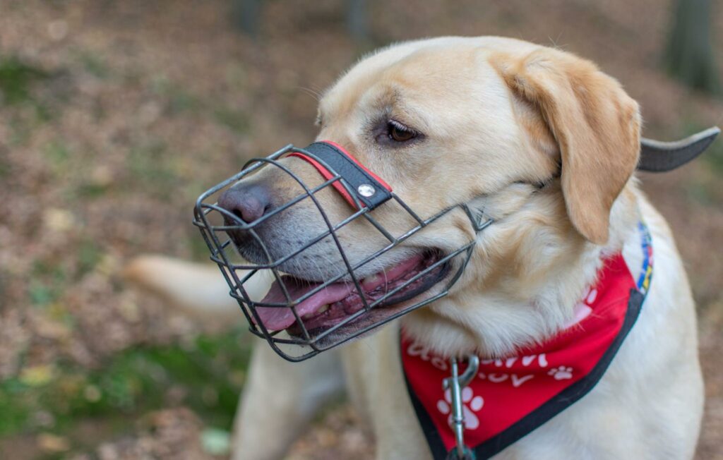 Yellow lab wears a wire cage muzzle that allows it to still open its mouth. See the different types of muzzles available.