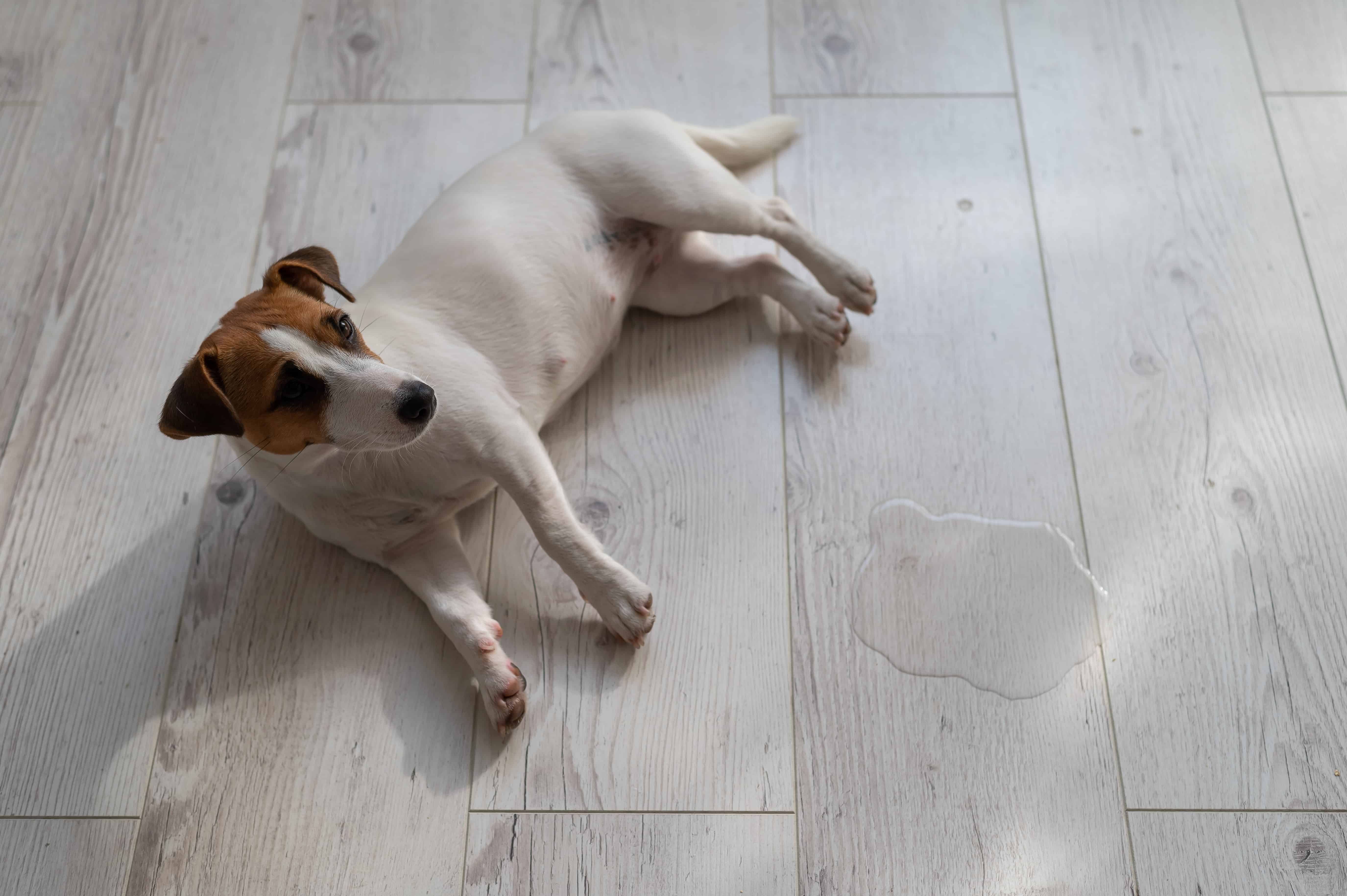 A dog pees inside, marking his territory