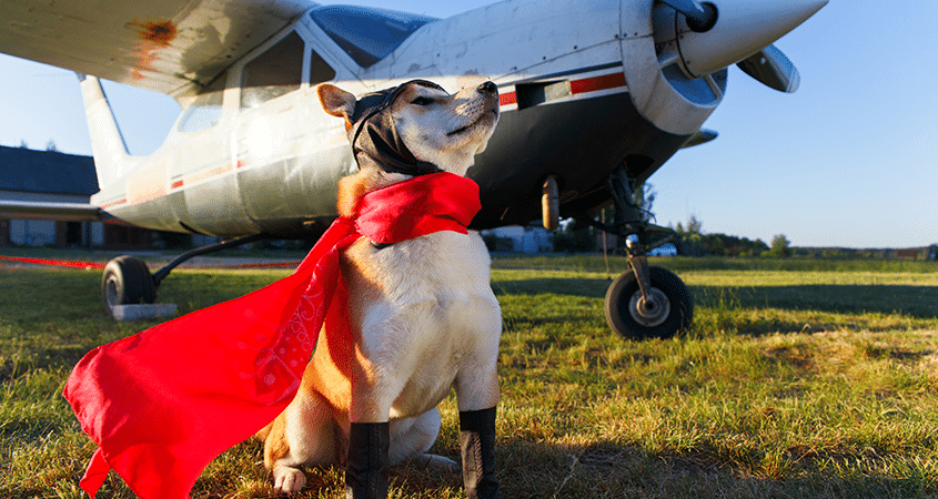 a dog poses in front of an airplane