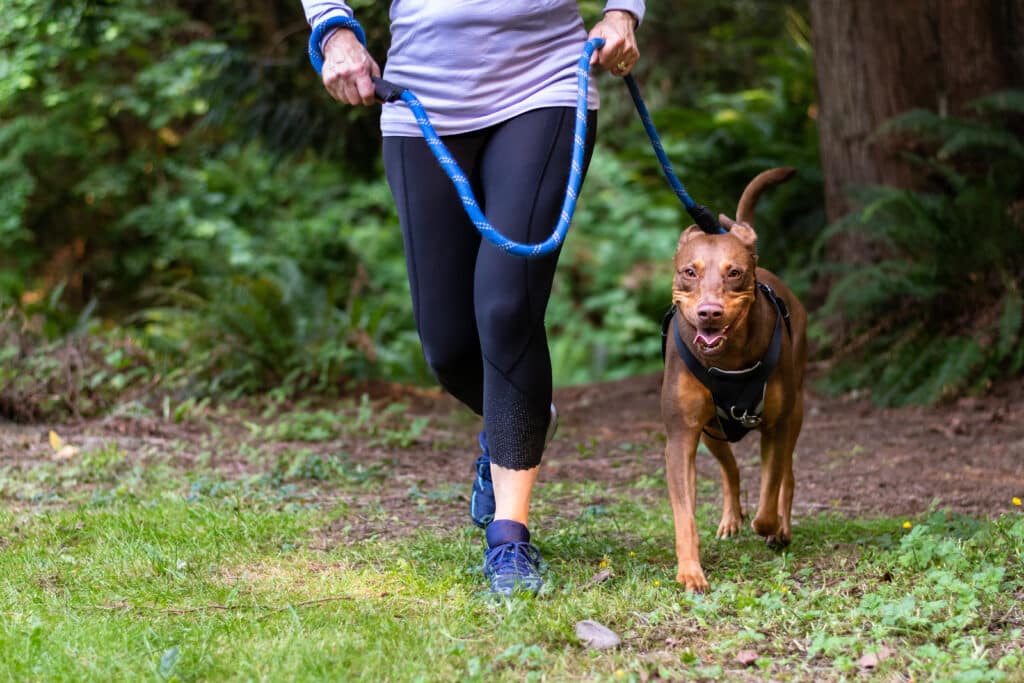 A dog goes for a run with his energetic owner.