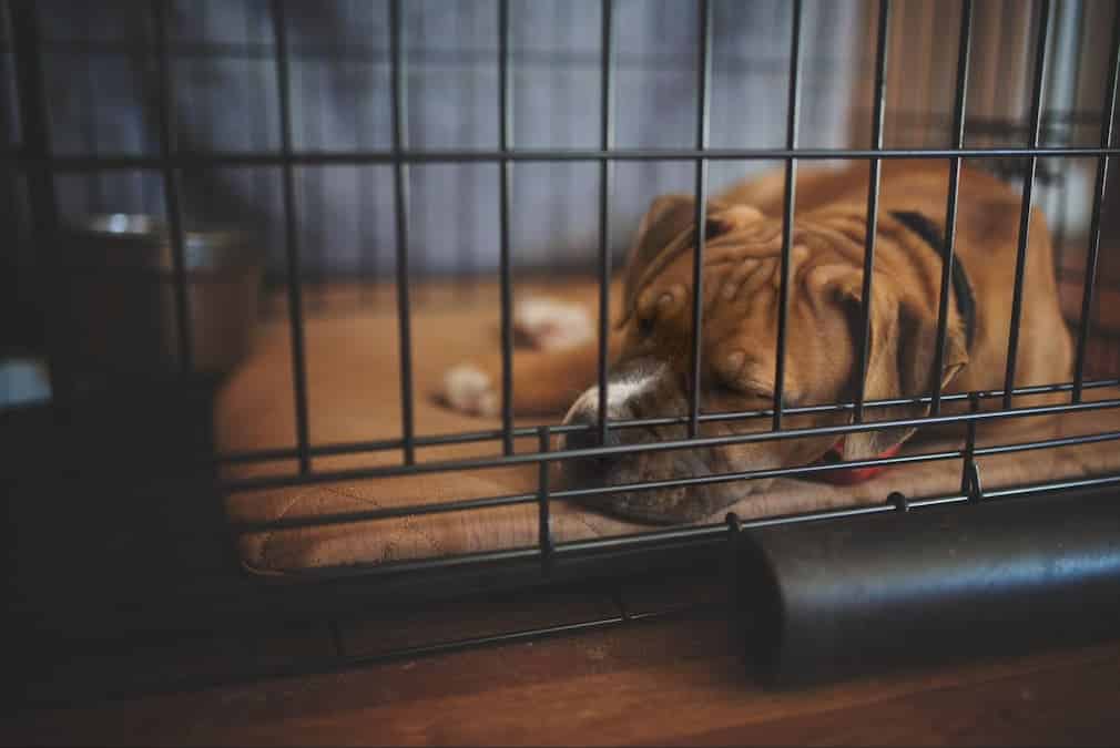 A cute dog is resting in a crate that is just the right size.