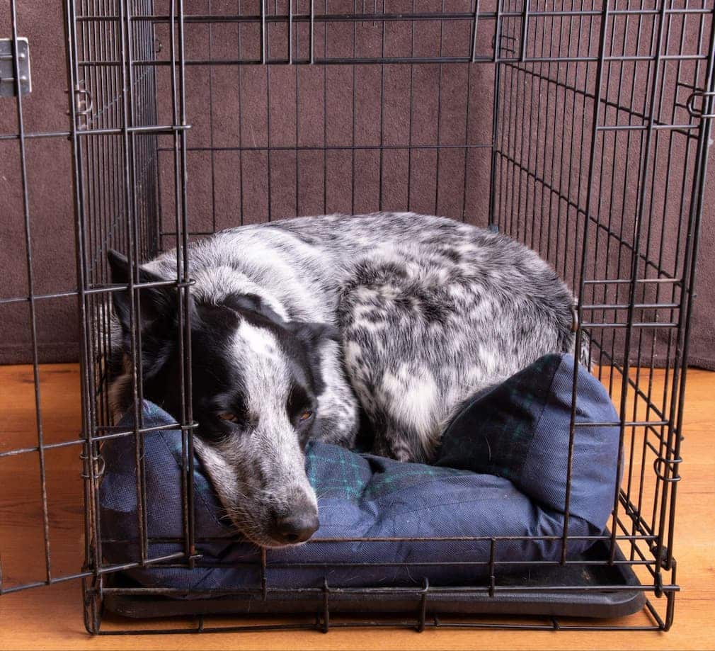 An older dog is learning to love the crate after his owner has spent some time training proper crate behavior and expectations.