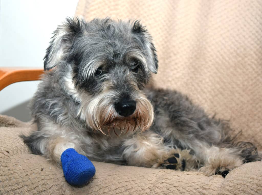 A dog has a wrapped paw from a burn injury.