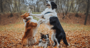 Three dogs play outside displaying their different temperaments