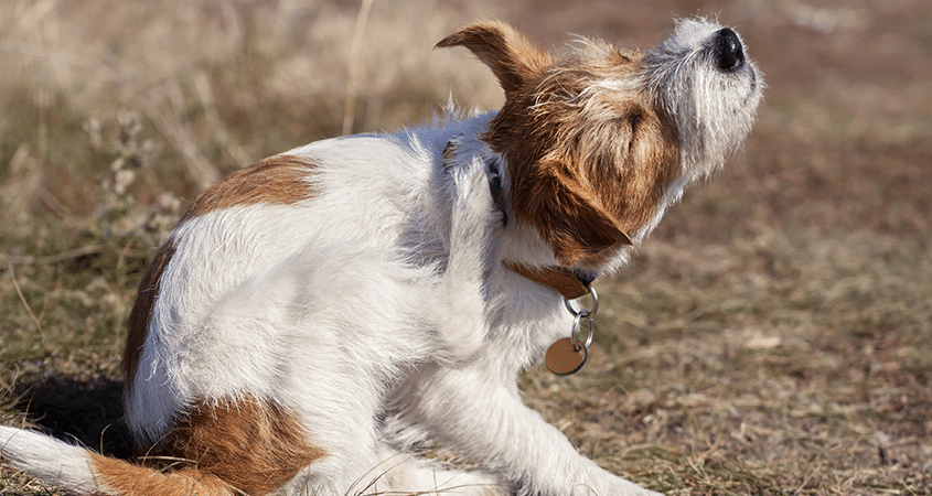 A dog scratches as fleas bite.