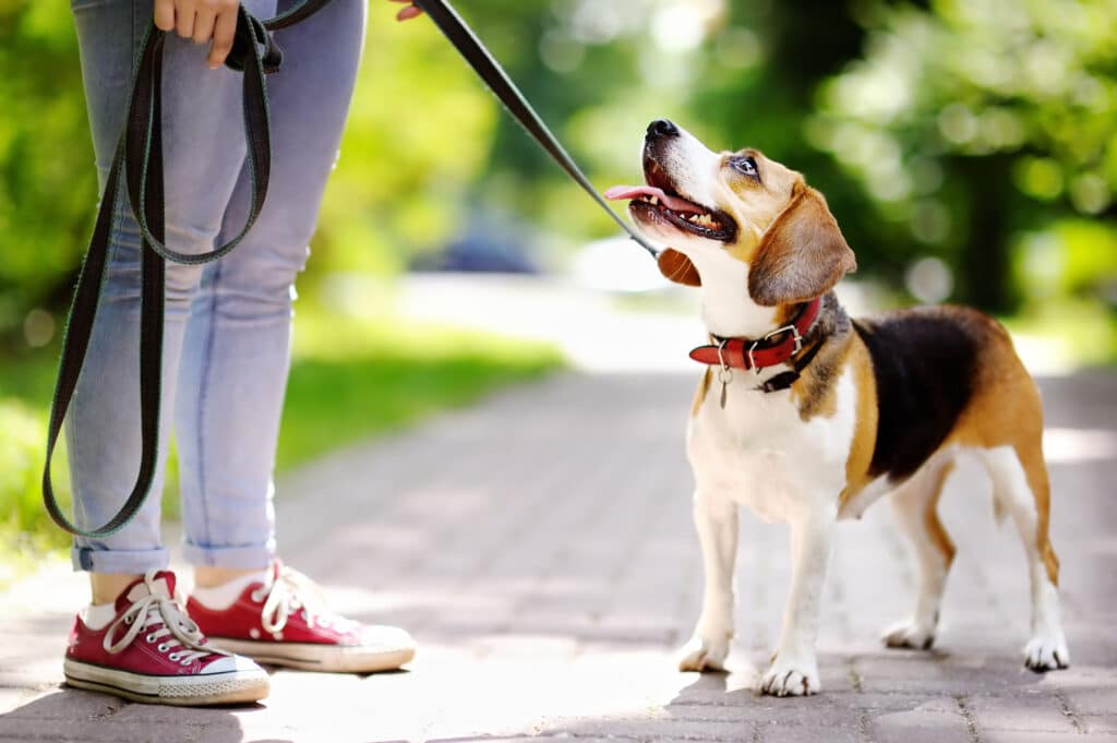 A woman and her dog go for a walk in the park