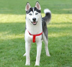  front view of a siberian husky - cesar’s way