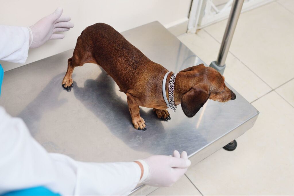 A dog goes to the veterinarian for a yearly check-up. The doctor will also determine if her weight is within a healthy range and, if not, offer recommendations.  