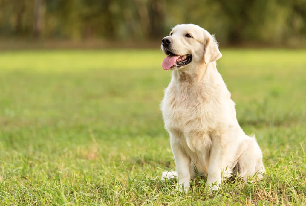 golden retriever sitting in the grass