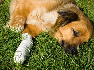 A dog dealing with granulomas recovers.