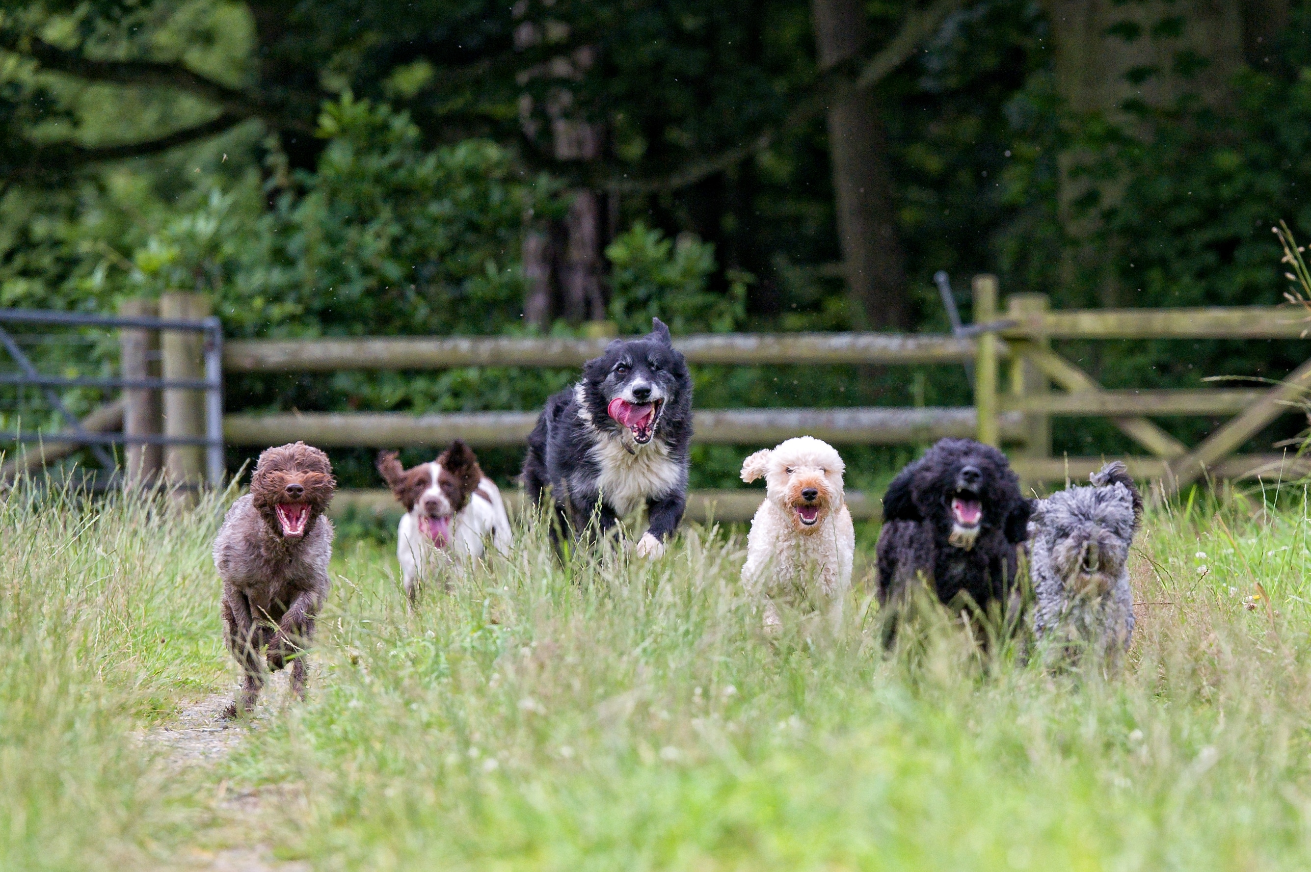 A group of different dogs play outside