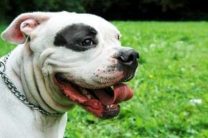 A bulldog plays outside on a summer day.