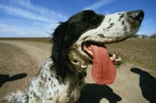 dog panting with tongue out