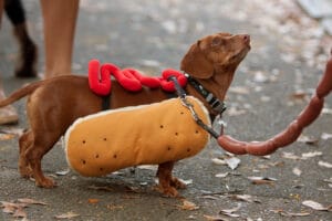 a dachshund is dressed as a hot dog