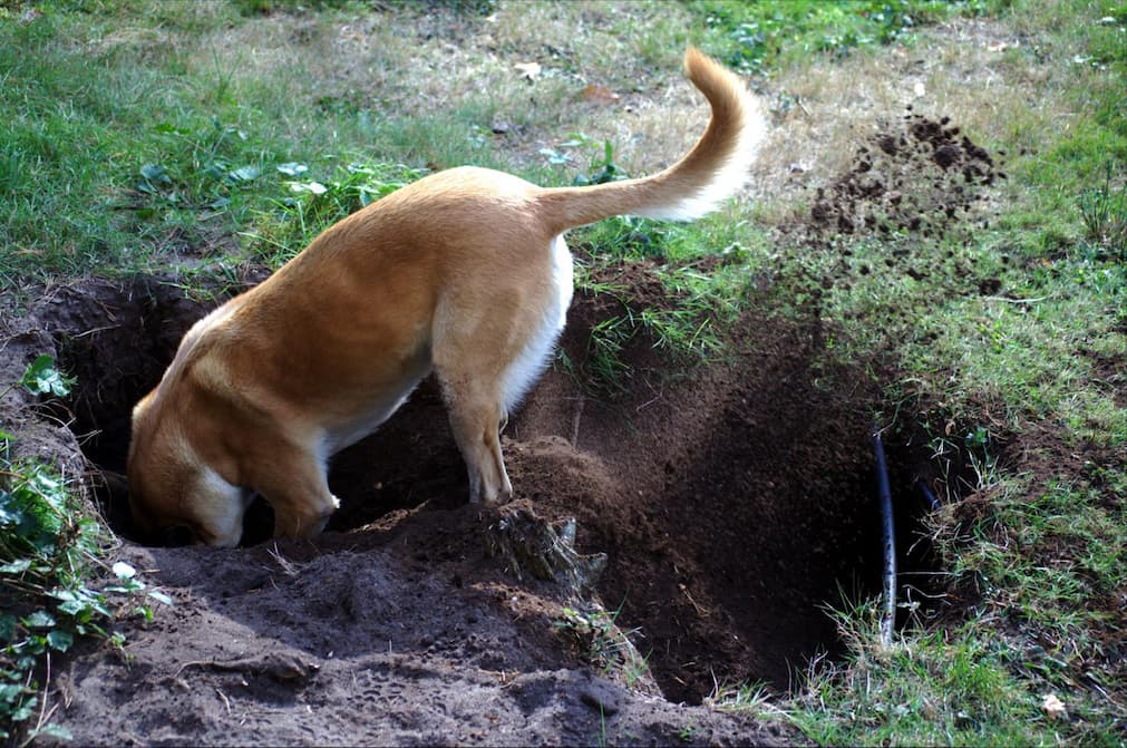 This dog dug two large holes in the backyard of his owner’s house exposing water lines. Understand why your furry friend is digging and train them to stop. 