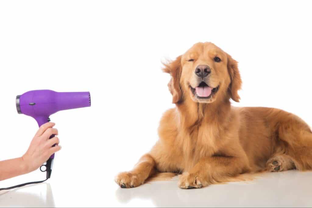 A dog gets his fur dried with a hairdryer after a nice bath. Read this article for tips on proper grooming techniques to keep your pet smelling fresh. 