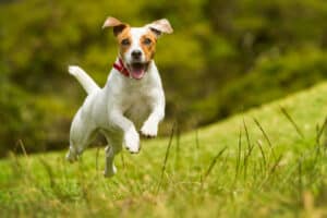 A Jack Russell Terrier dog runs outside for exercise.