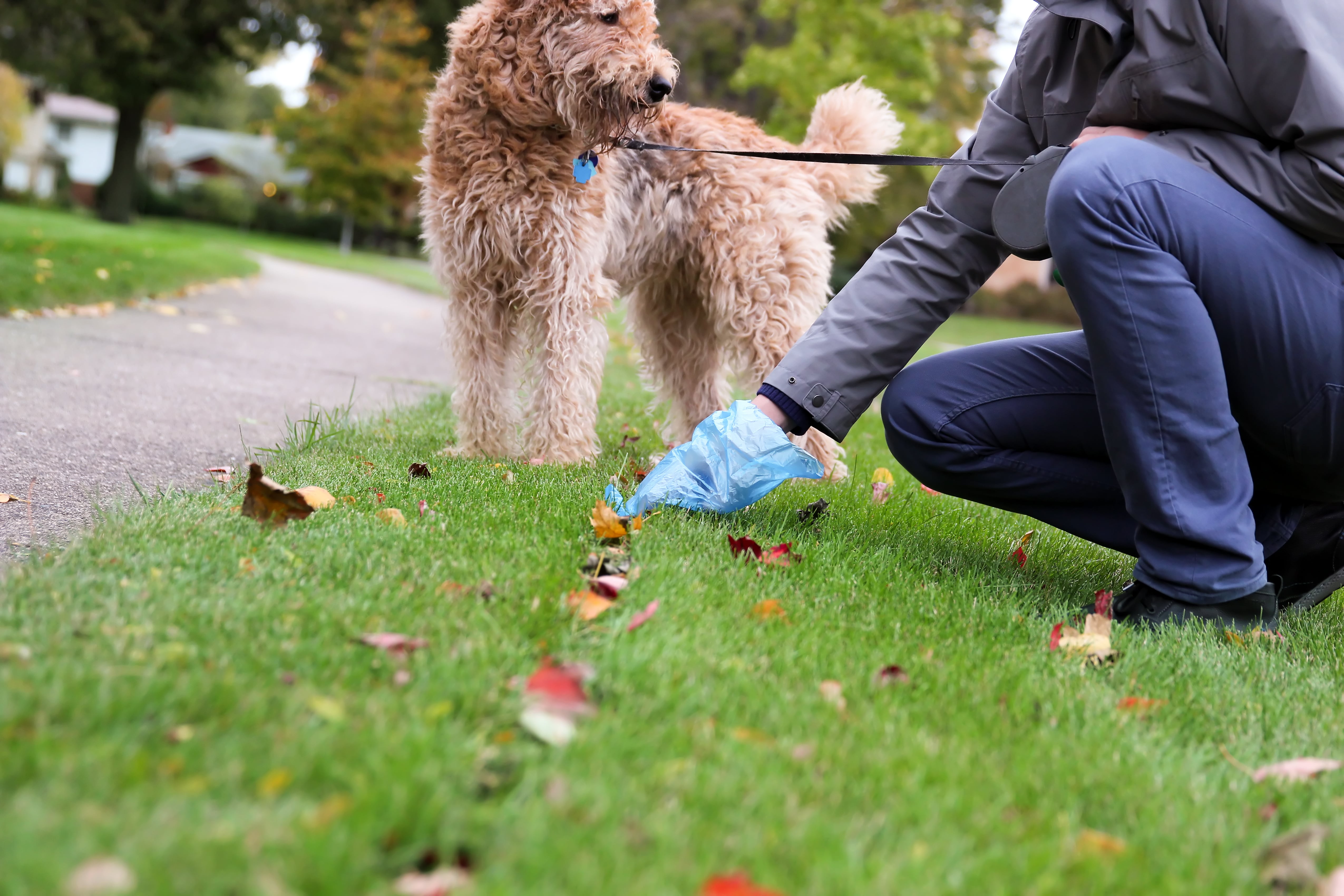 A man cleans up his dog's poop.