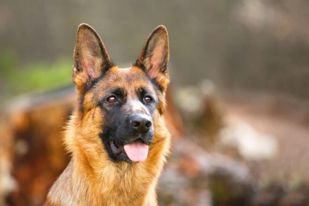 Mojo the German Shephard looks for a new family.