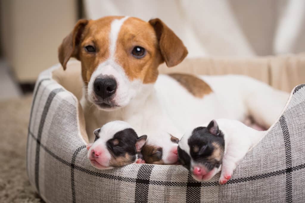 Newborn puppies snuggle with their momma.