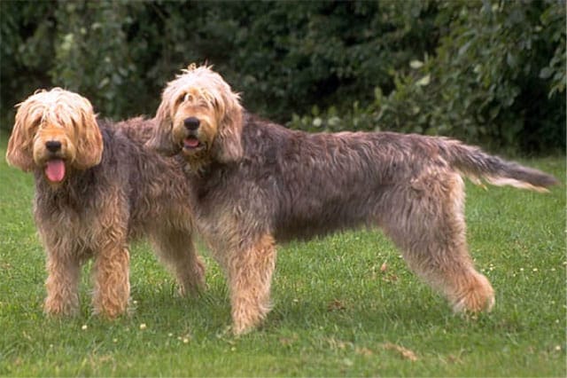 otterhound dog breed