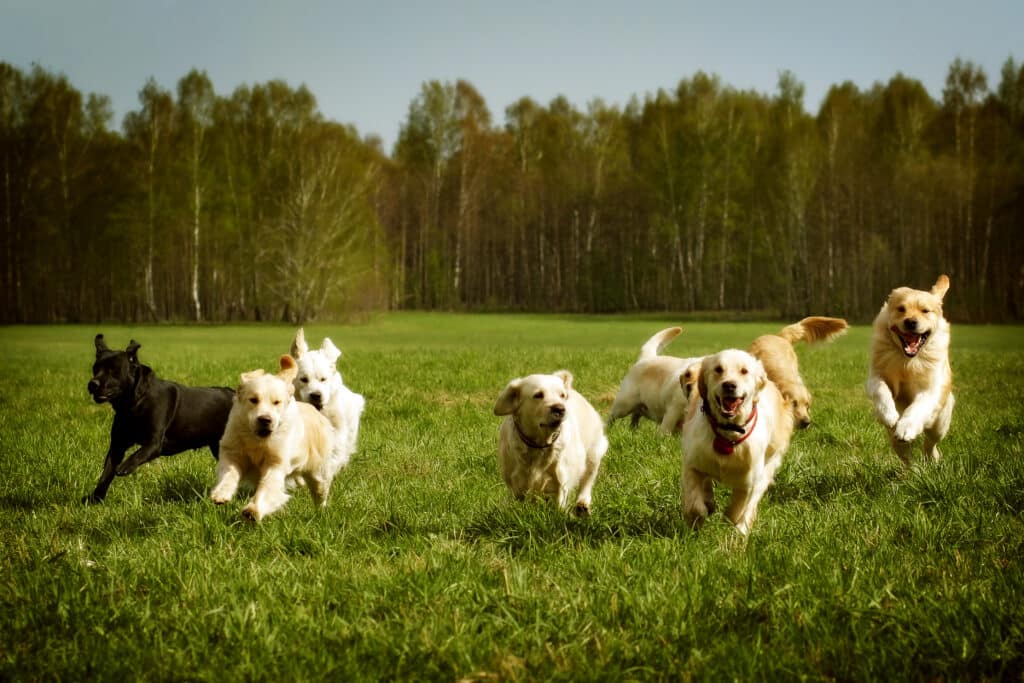 A pack of dogs running and playing together.