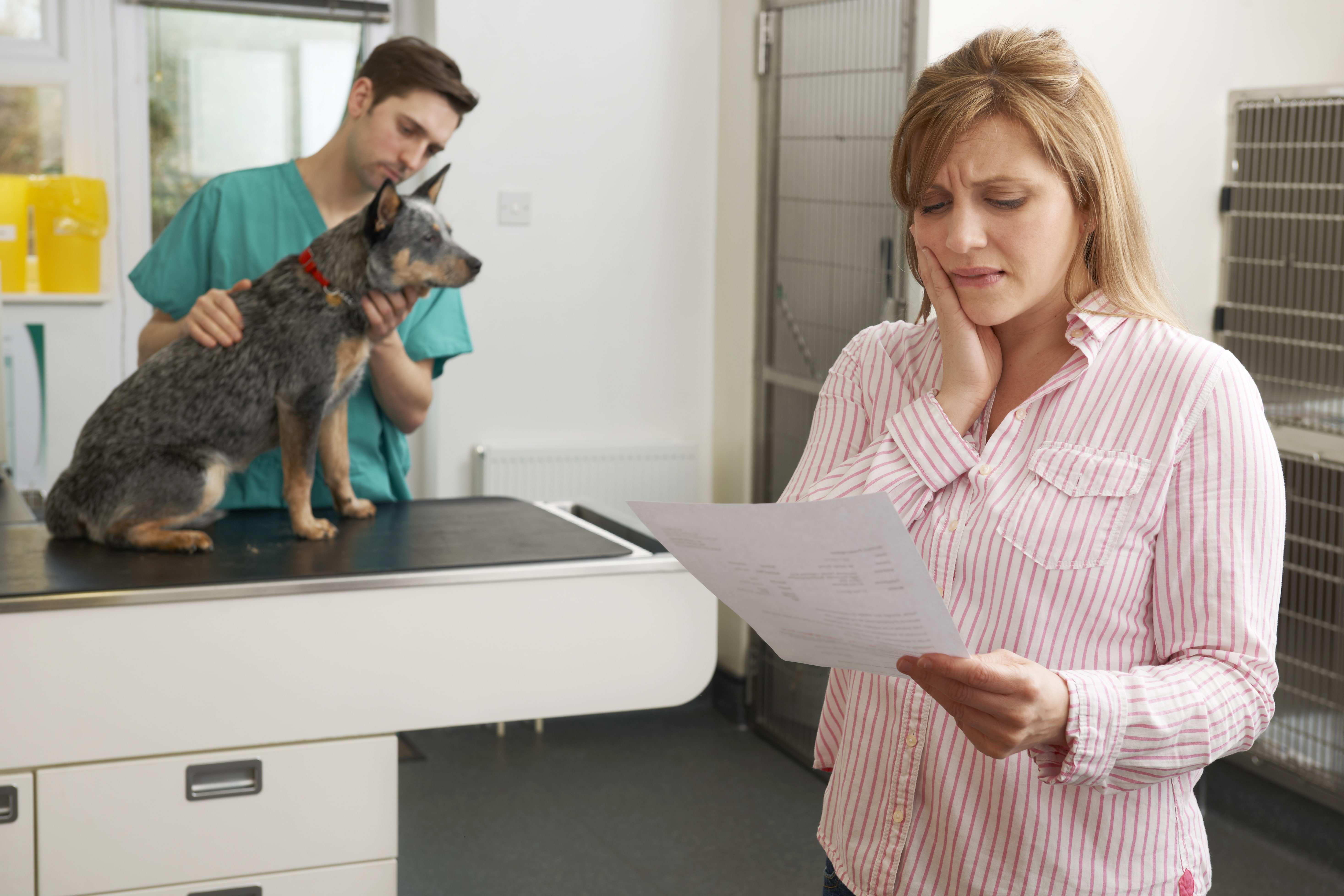 A woman examines her dogs recent visit to the veterinarian's office