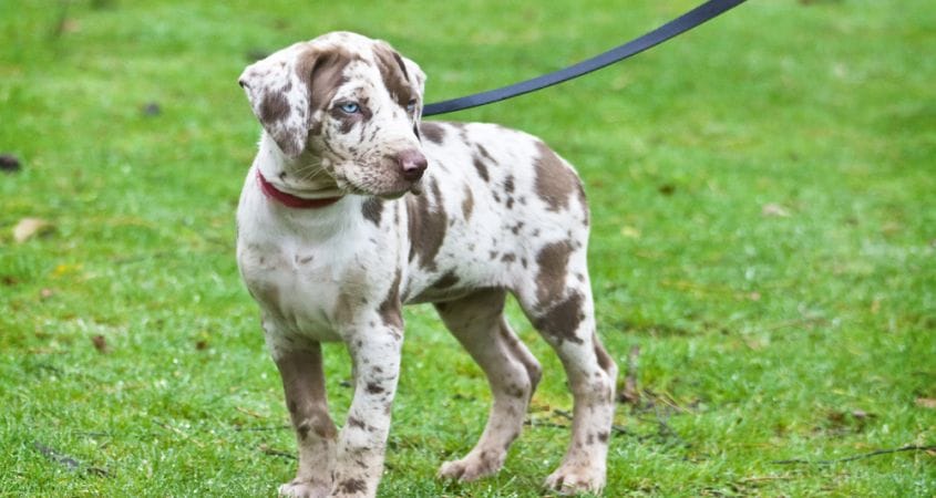 A puppy learns how to walk with a leash.